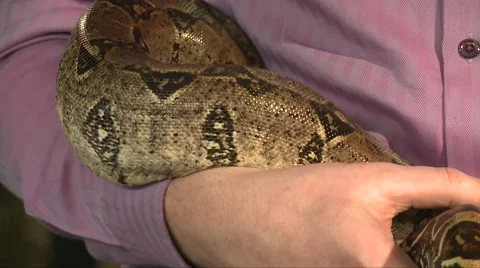 Man hold large snake constrictor in hands, close up shot Video stock 67104101
