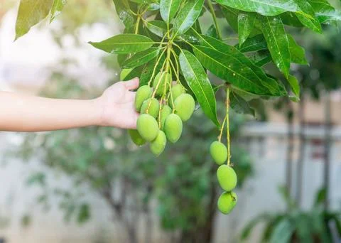 The man hold mango on tree Stock Photos