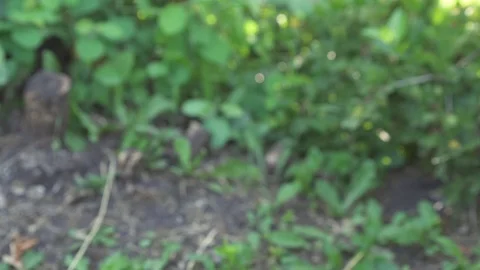 Man hold seedling in hand Stock Footage 94209151