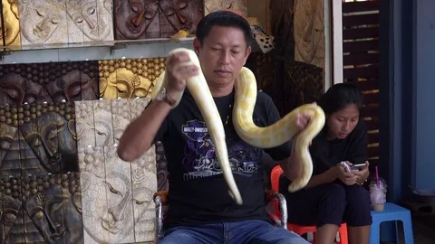 Python Stock Footage ~ Royalty Free Stock Videos | Pond5