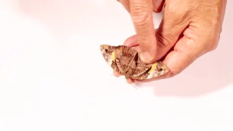 Man holding and examining a Big Moth Vídeo Stock 334686553