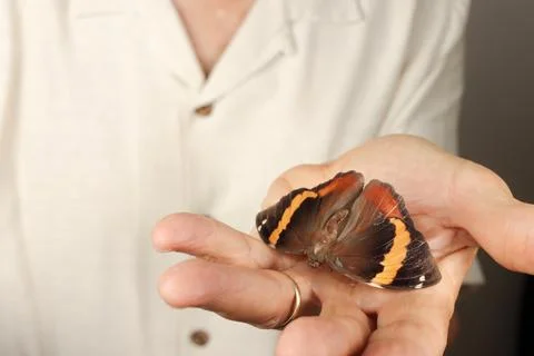 Man holding and examining a moth in his hand Fotos de archivo