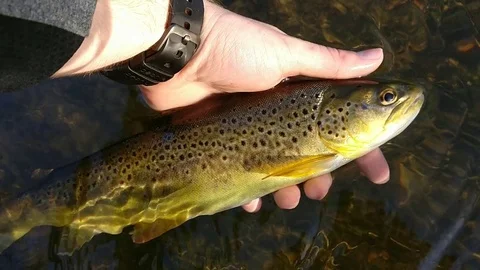 Man Holding Beautiful Brown Trout in River Stock Footage 82340468