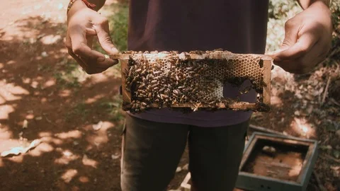 Man holding up bees in India Stock Footage 102628796