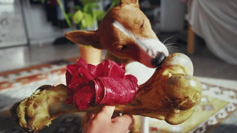 Man holding a big bone in his hand and gives a gift to his best pet friend Stock-Footage 145358315