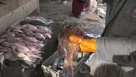 Man holding a big fish, fish market, Nouakchott Vídeo Stock 150443764