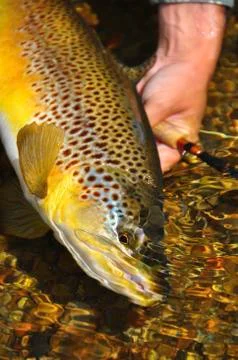 Man holding brown trout Stock Photos