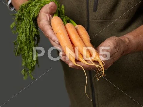 Man Holding Bunch Of Carrots