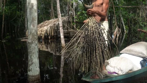 Man holding bunch of fresh acai fruit in amazon rainforest in summer sunny day.  Stock Footage 158705134