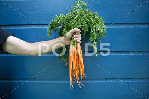 Man Holding Bunch Of Organic Carrots