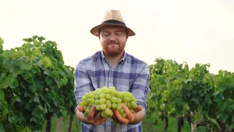 Man holding bunch of white grapes in hands. Seasonal harvesting in garden Stock Footage 210225437