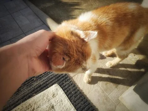 Man Holding a Cat 写真素材