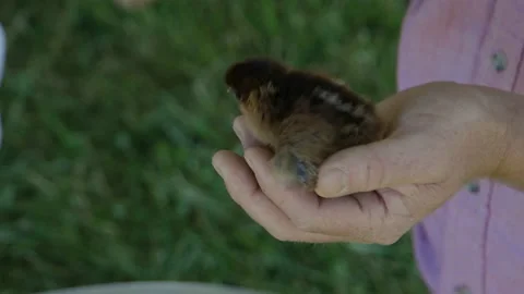 Man holding chick Video stock 197849880