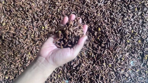 Man holding cloves Stock Footage 287047950