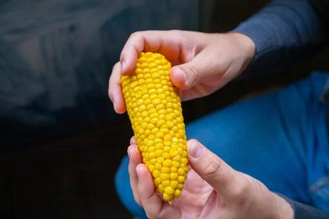 Man holding cob of boiled corn. Person preparing healthy food. Organic agri.. Fotos de archivo