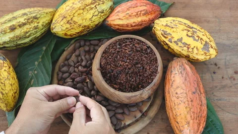 Man Holding Cocoa shell out of Cocoa Roasted for making a cocoa nib Stock Footage 144936392