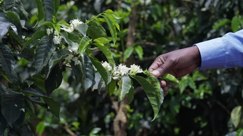 Man Holding Coffee Tree Branch Coffee Flowers Stock Footage 276160972