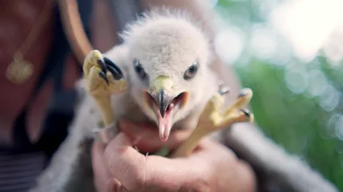 Man Holding A Common Buzzard While Tightening The Leg Band Using Pliers. - Video stock 245263099