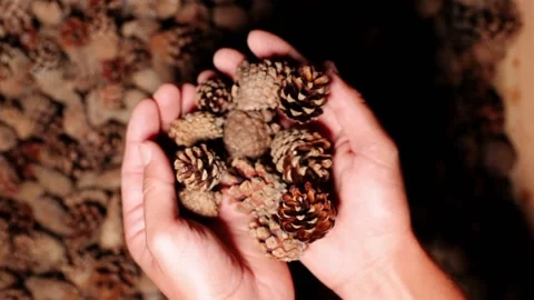 Man holding cones in his hands in the seed center Stock Footage 177942551