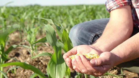 Man holding corn seeds in hand, in farm field. Golden corn growing farmer hand 库存影片 336581146