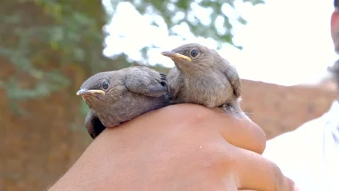 Man holding cute birds Stock Footage 192510206