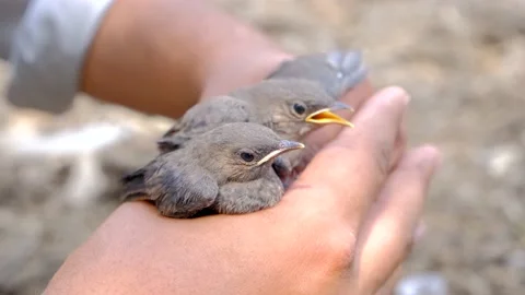 Man holding cute birds Stock Footage 192513507