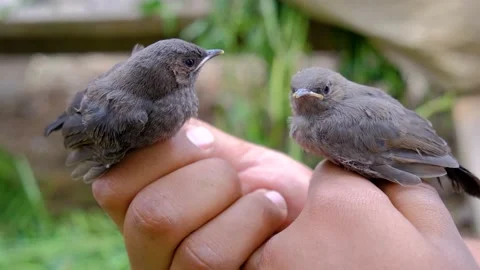 Man holding cute birds Stock Footage 192516447