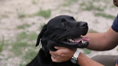 A man is holding a dog by the collar Stock Footage
