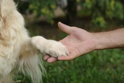 Man holding dog's paw in park, closeup Stock Photos