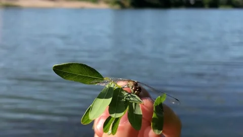 Man holding a dragonfly on a branch close-up. Dragonfly close-up. Dragonfly on a Video stock 197185929