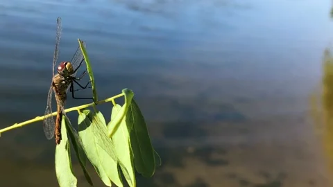 Man holding a dragonfly on a branch close-up. Dragonfly close-up. Dragonfly on a Stock-Footage 197186152