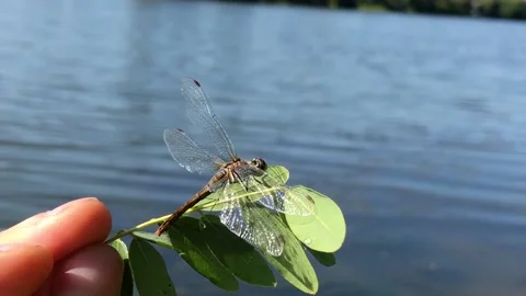Man holding a dragonfly on a branch close-up. Dragonfly close-up. Dragonfly on a 스톡 동영상 199096187