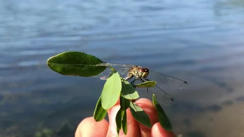 Man holding a dragonfly on a branch close-up. Dragonfly close-up. Dragonfly on a Stock-Footage 201527842