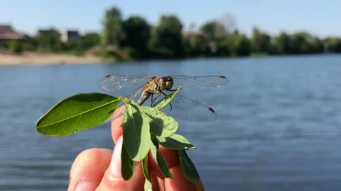 Man holding a dragonfly on a branch close-up. Dragonfly close-up. Dragonfly on a Vídeos de archivo 202114475