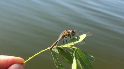 Man holding a dragonfly on a branch close-up. Dragonfly close-up. Dragonfly on a Stock Footage 203815516