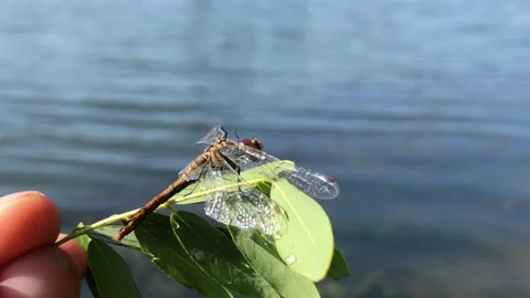 Man holding a dragonfly on a branch close-up. Dragonfly close-up. Dragonfly on a Stock Footage 204969320