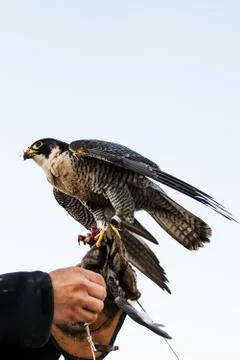 Man holding a falcon before using it to hunt birds in a forest Stock Photos