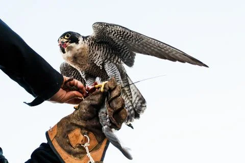 Man holding a falcon before using it to hunt birds in a forest Stock Photos