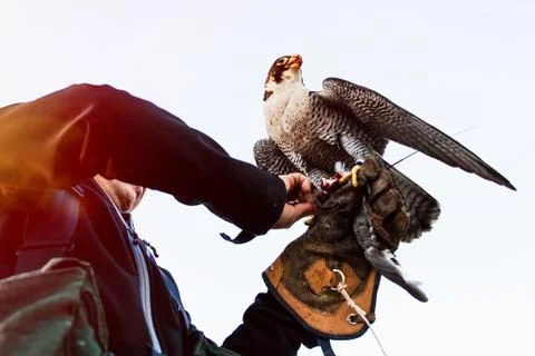 Man holding a falcon before using it to hunt birds in a forest Stock Photos
