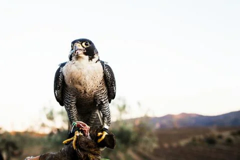 Man holding a falcon before using it to hunt birds in a forest Stock Photos