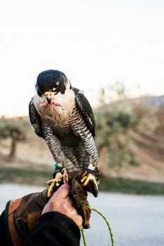 Man holding a falcon before using it to hunt birds in a forest Stock Photos