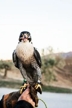 Man holding a falcon before using it to hunt birds in a forest Stock Photos