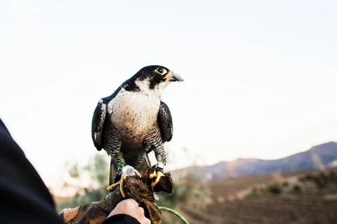 Man holding a falcon before using it to hunt birds in a forest Stock Photos