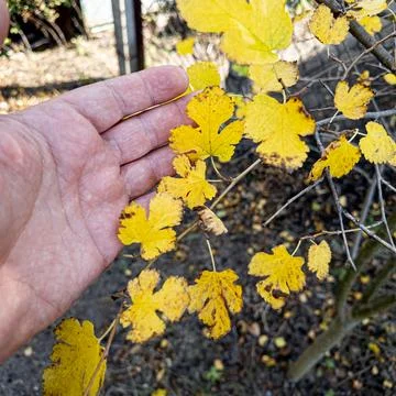 A man holding a fallen yellow leaf in his hand in the autumn season. Foto stock