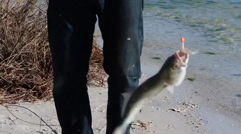 Man holding up fish dangling on a line Stock Footage 37144683