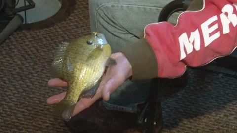 A Man Holding a Fish Inside an Ice Fishing Shelter - Close Up Stock Footage 267280369