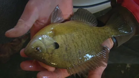 A Man Holding a Fish Inside an Ice House - Close Up Stock Footage 267280372