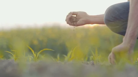 Man holding fresh soil in hands. Stock Footage 76213832