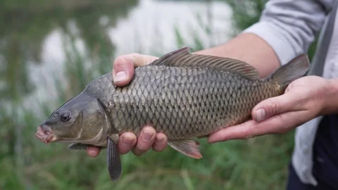 Man holding a freshly caught live carp Stock Footage 346333401