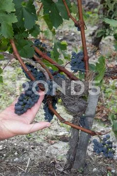 Man is holding grape in hands closeup Stock Photos